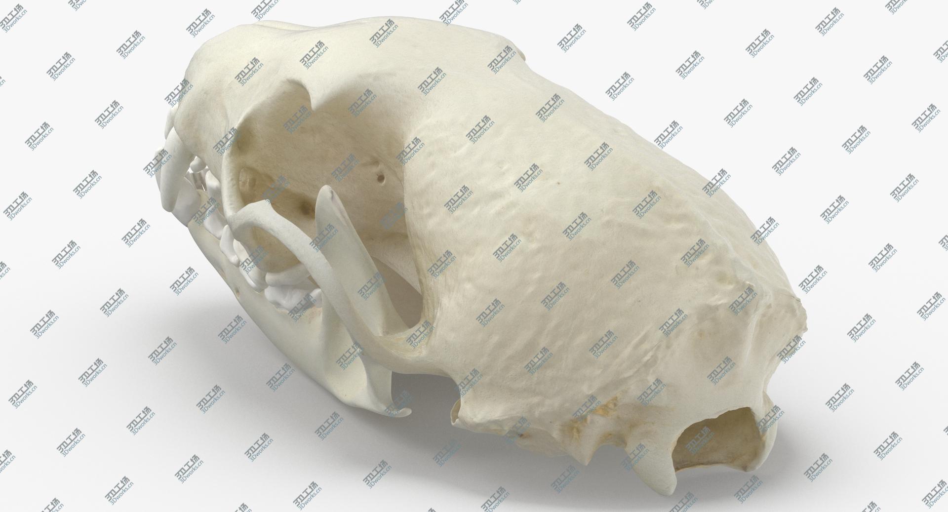 images/goods_img/202104091/White Breasted Marten Skull and Jaw 01 model/5.jpg